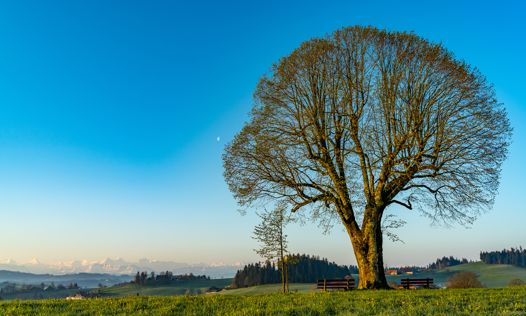 Baum