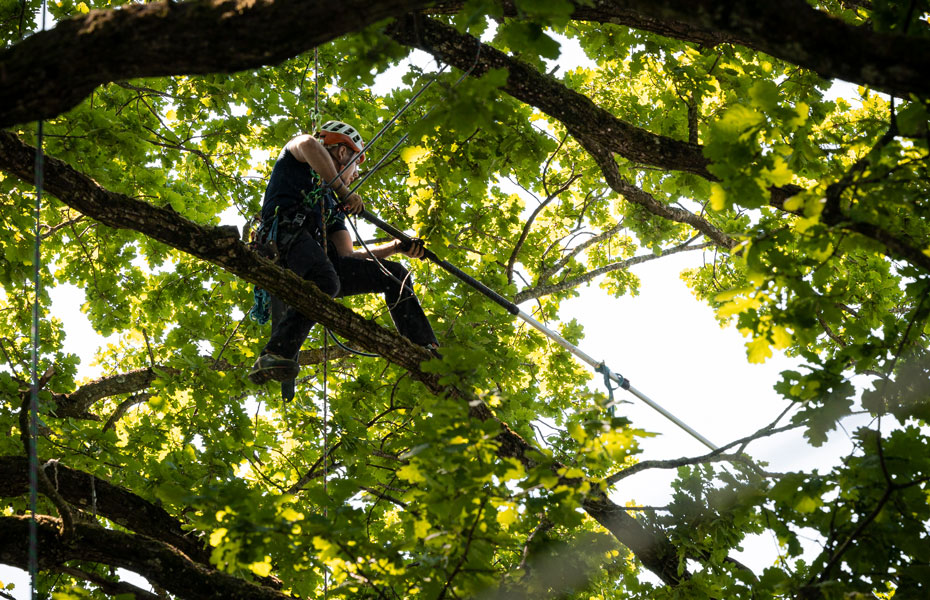 Fachgebiete Baumpflege Hofstetter