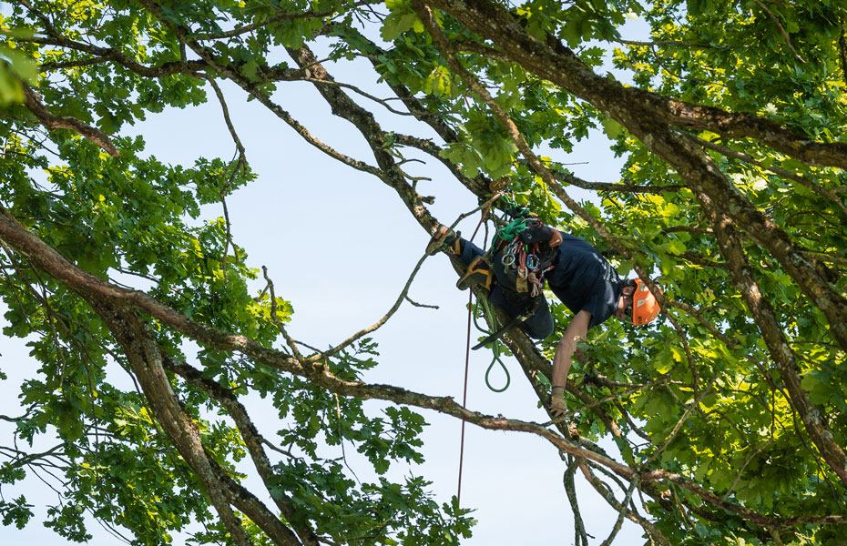 Fachgebiete Baumpflege Hofstetter