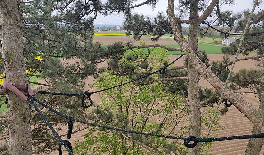 Kronensicherung Hofstetter Baumpflege