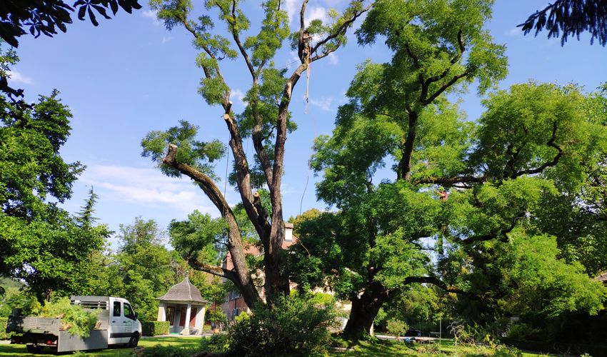 Baumpflege Hofstetter Baumpflege